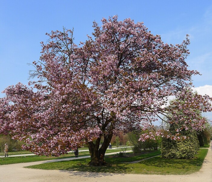 960px-P1240517_Paris_V_jardin_des_plantes_cerisier_du_Japon_rwk